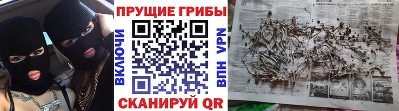 Галлюциногенные грибы Psilocybe  площадка формула  Аркадак  даркнет сайт 